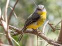 Eopsaltria australis (Eastern Yellow Robin).jpg